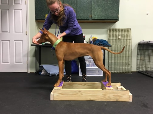 conformation-stacking-box-canine-country-academy