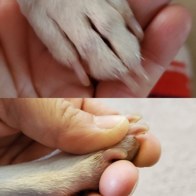 How are your dog’s nails? | Canine Country Academy